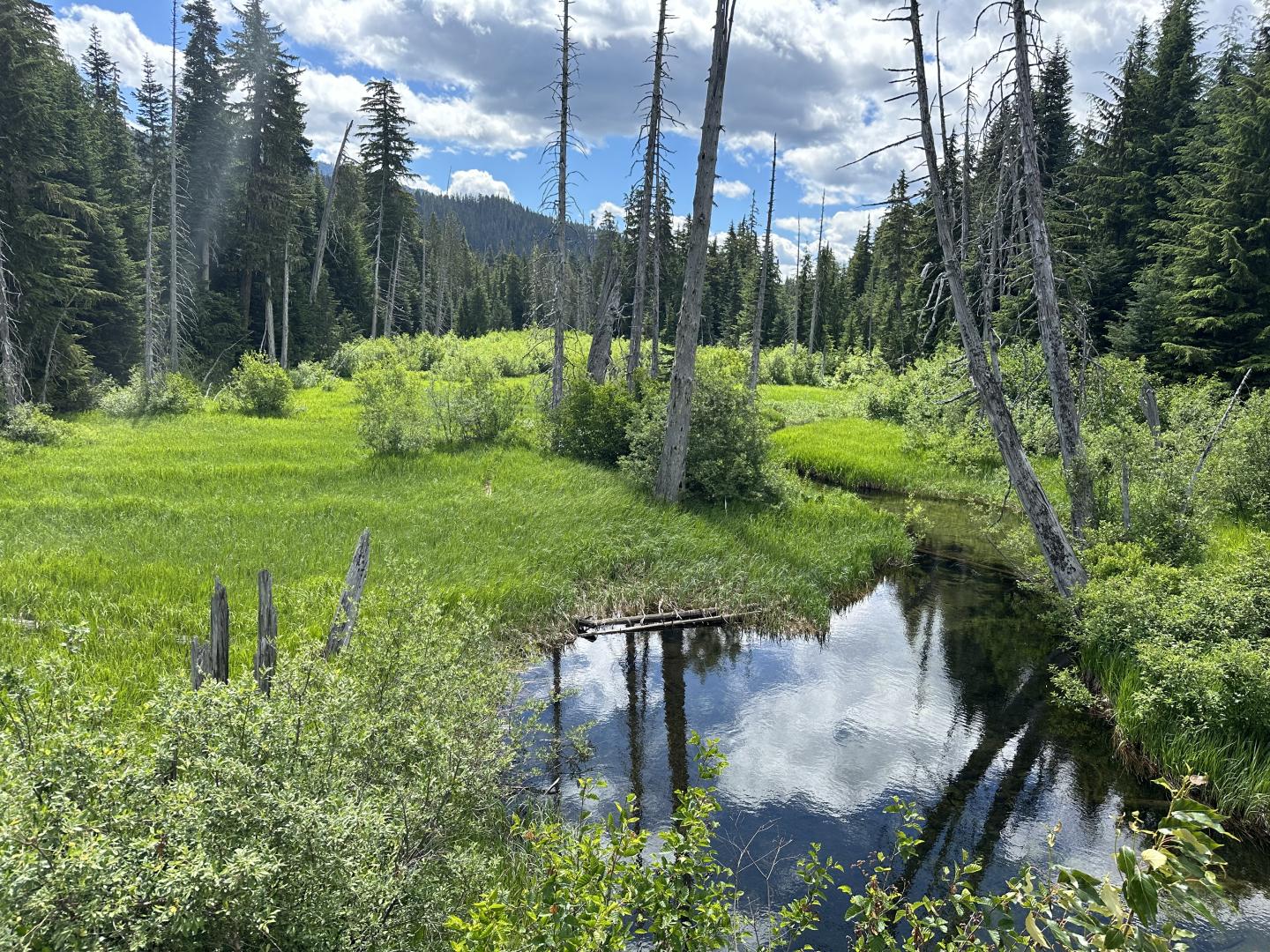 Whistler Olympic Park Summer Pond Callaghan Valley