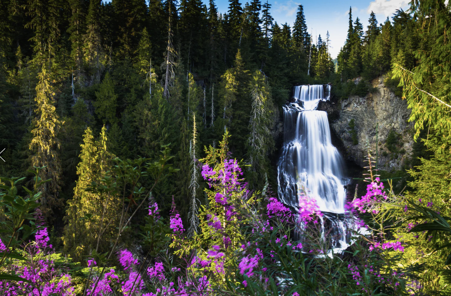Alexander falls Photo Safari Bear Tours