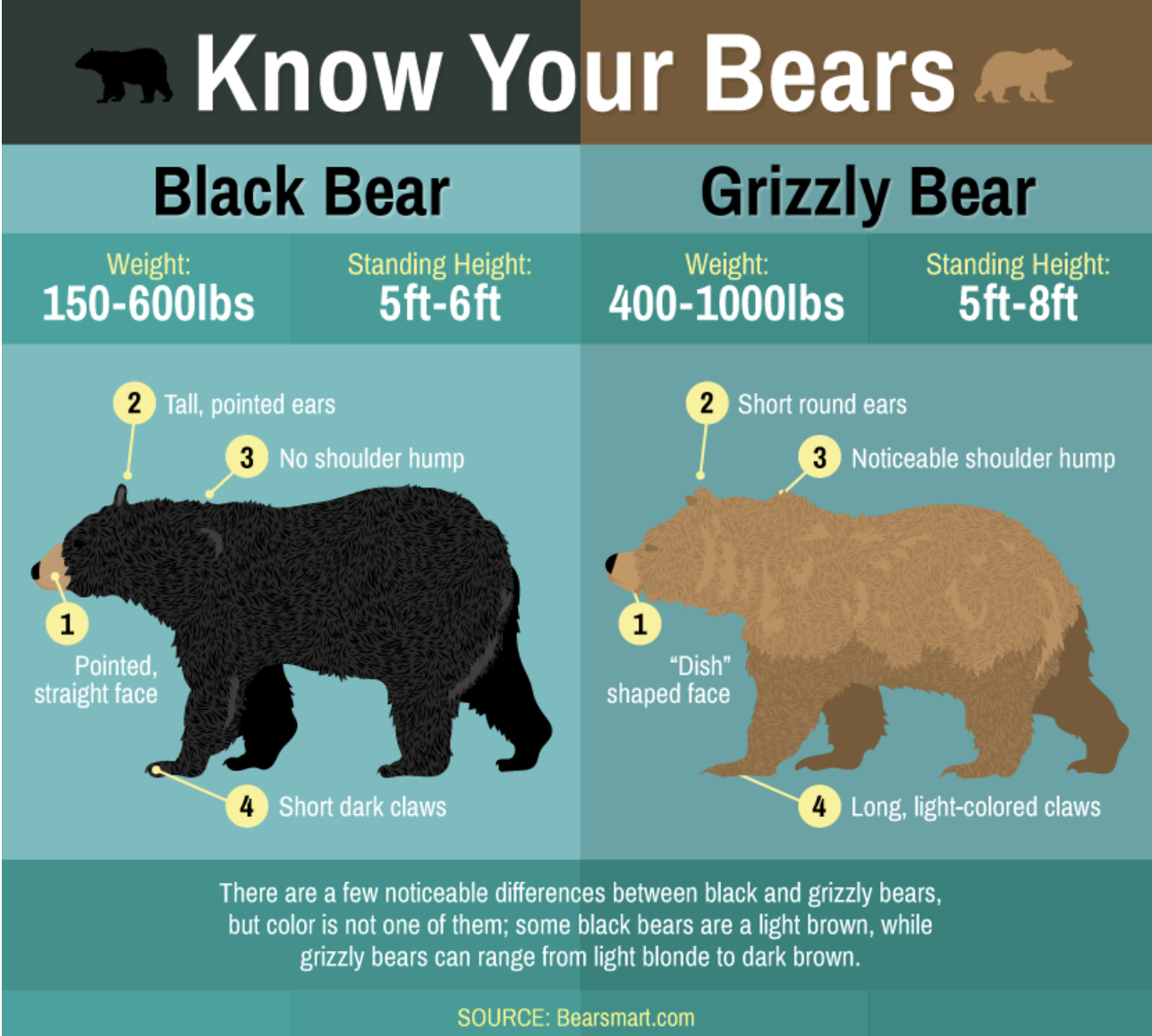 Know Your Bears Bear Smart