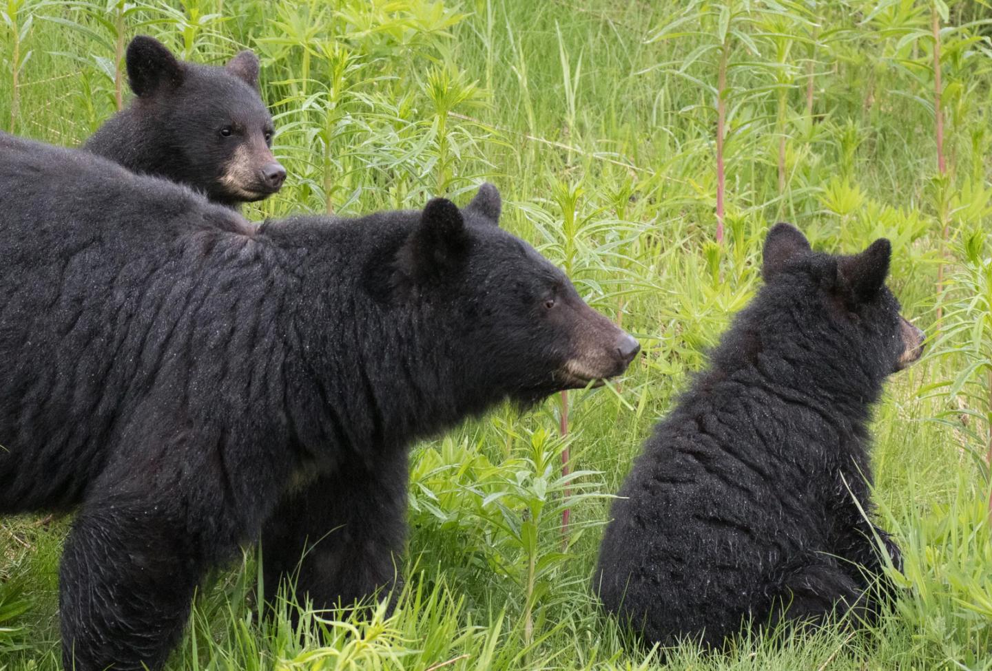Bears and Cub Whistler Photo Safari