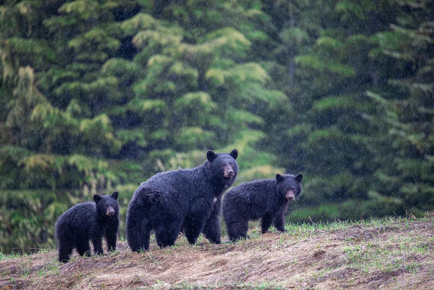 Whistler Photo Safari Mom and Cubs