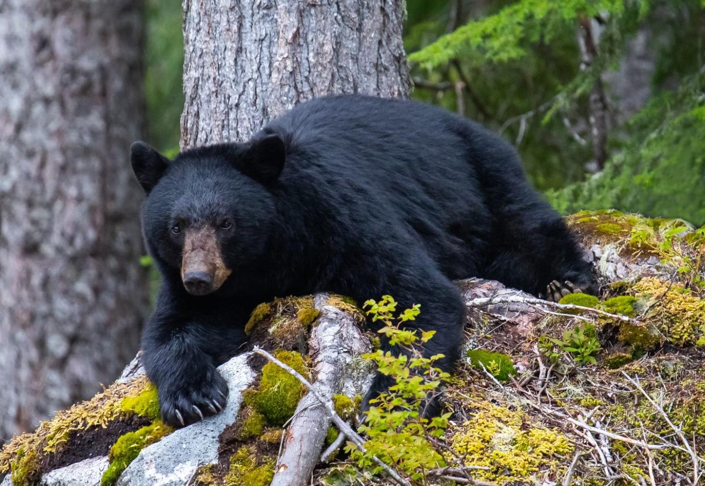 Whistler Photo Safari Bear Lying Down