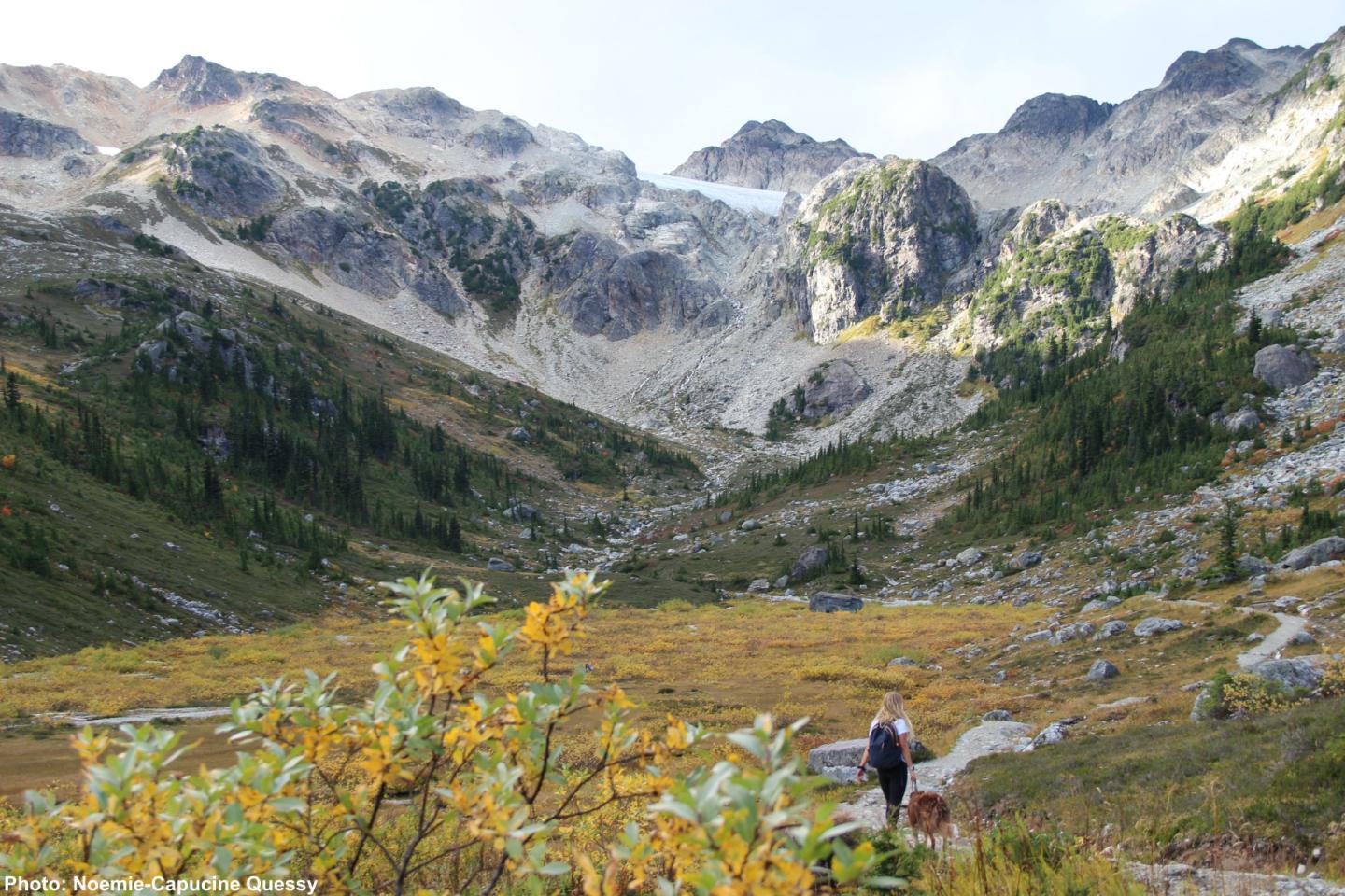 Dog on a Hike