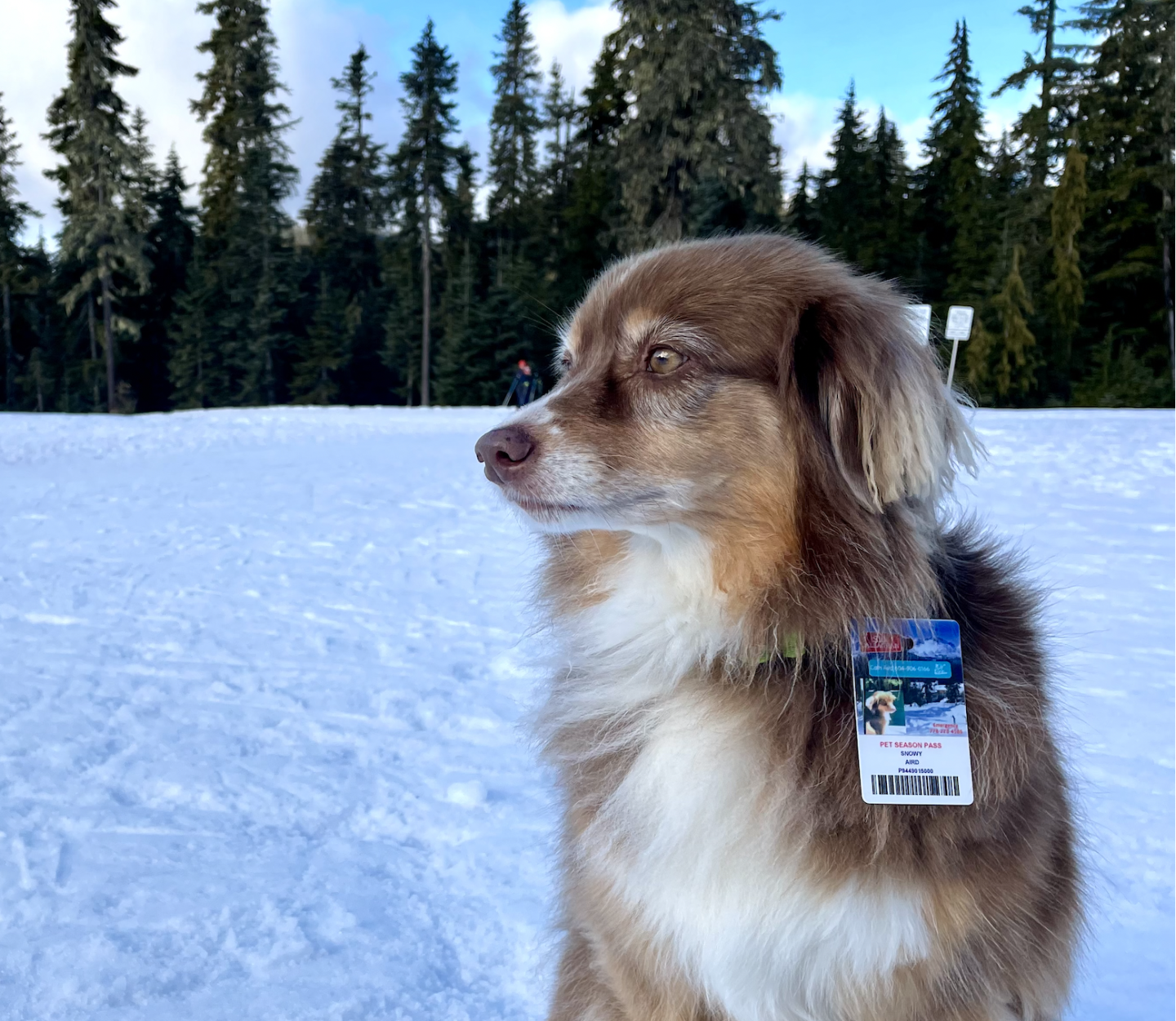 whistler olympic park dog ski pass