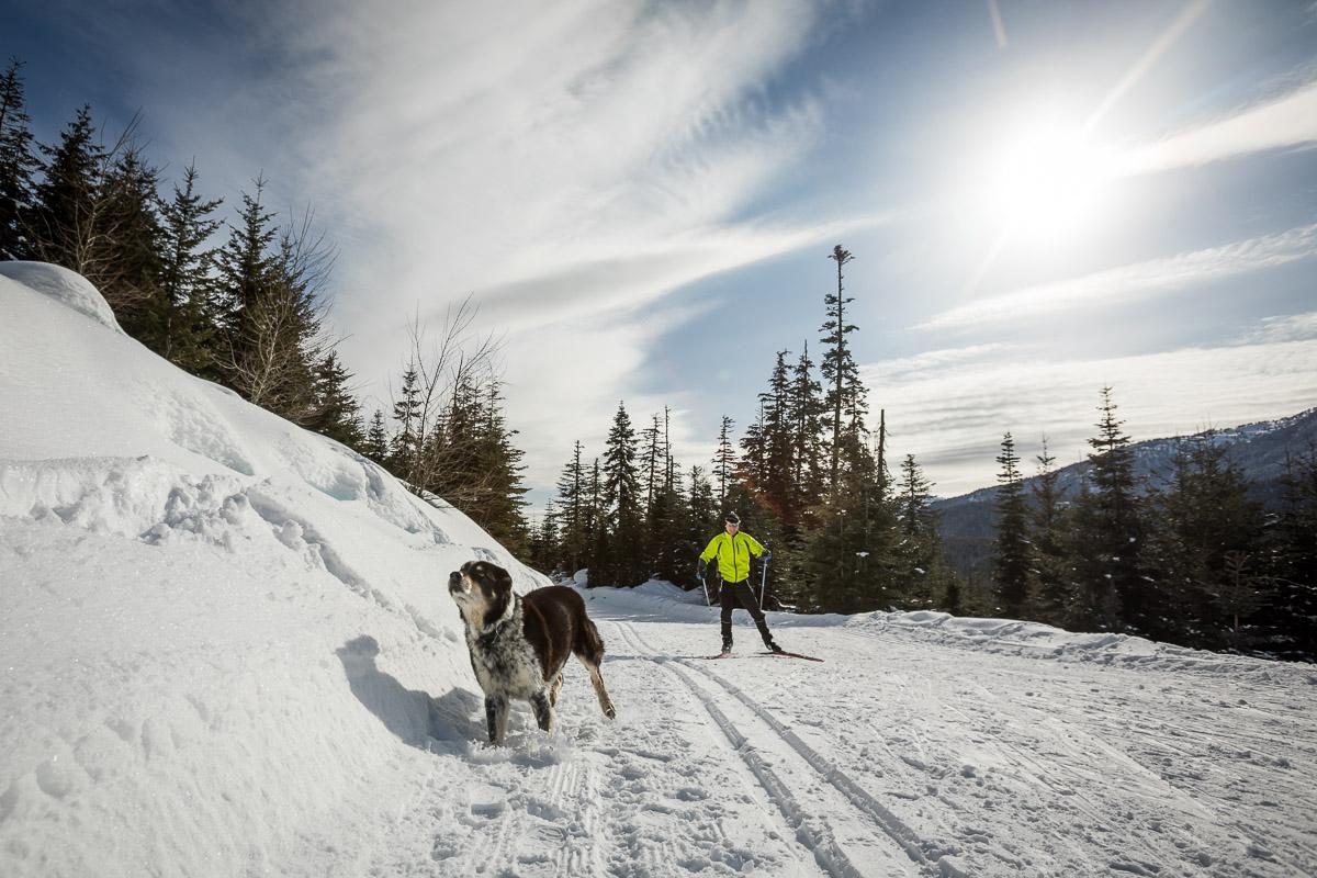 Dog and cross country skier at Whistler Olympic Park in the Callaghan Valley