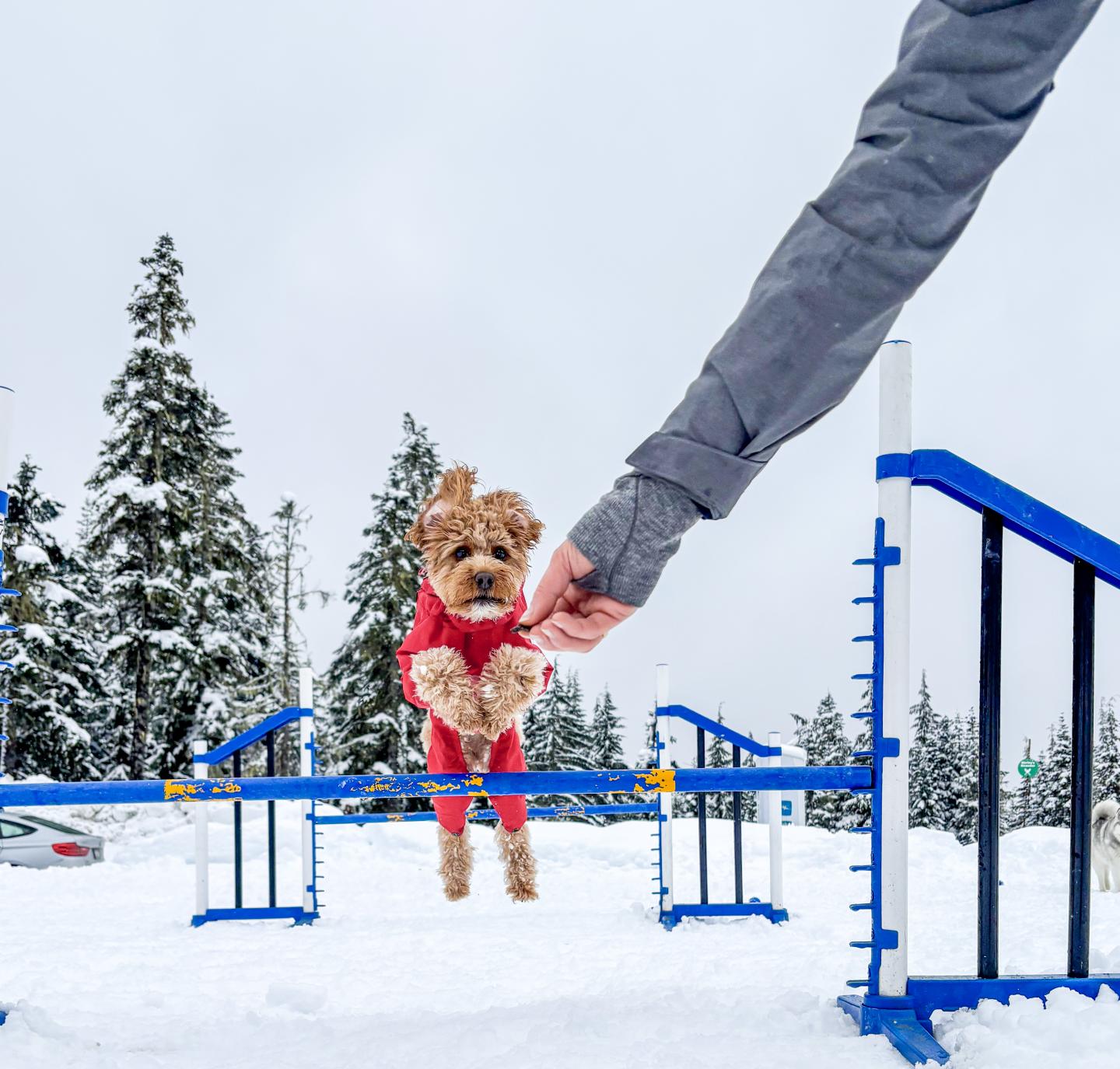 Dog in red coat jumps over obstacle in snowy park, guided by a person's hand.