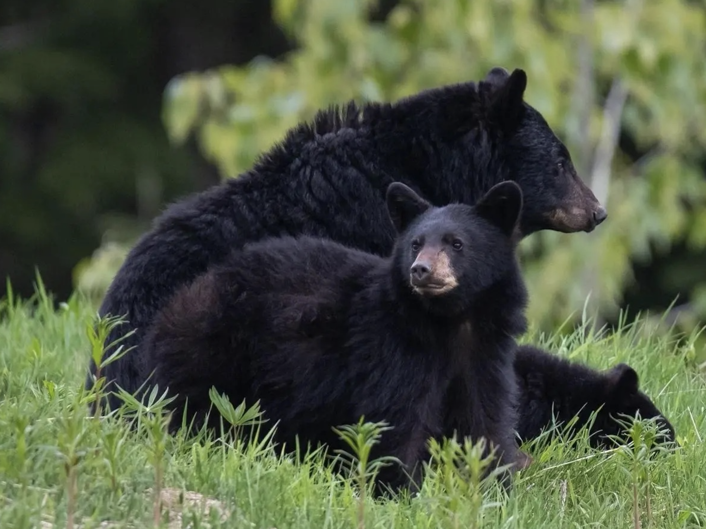 Black bear and cub resting on green grass with blurred forest background.