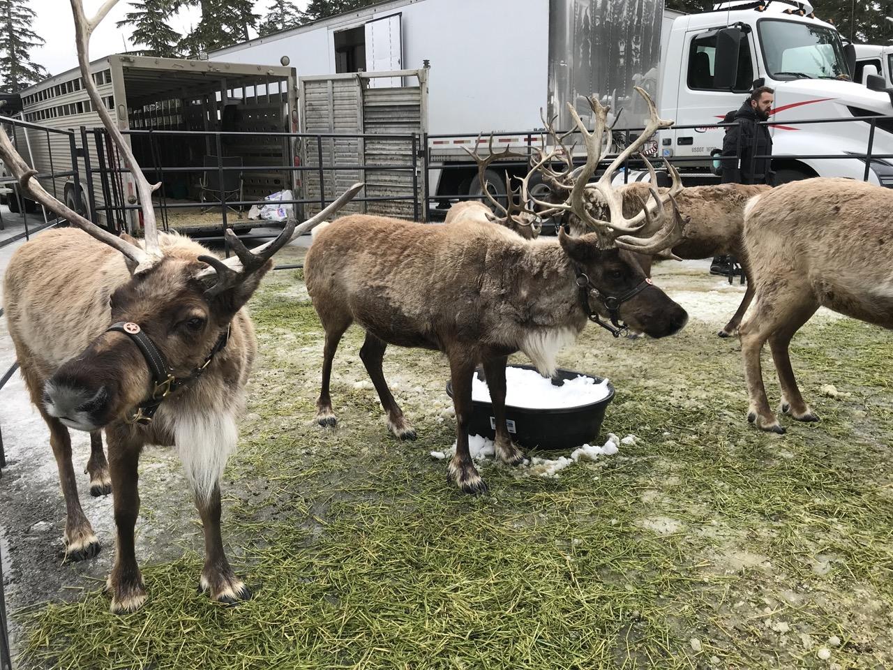Three reindeer standing on grass near trucks, one eating from a container.