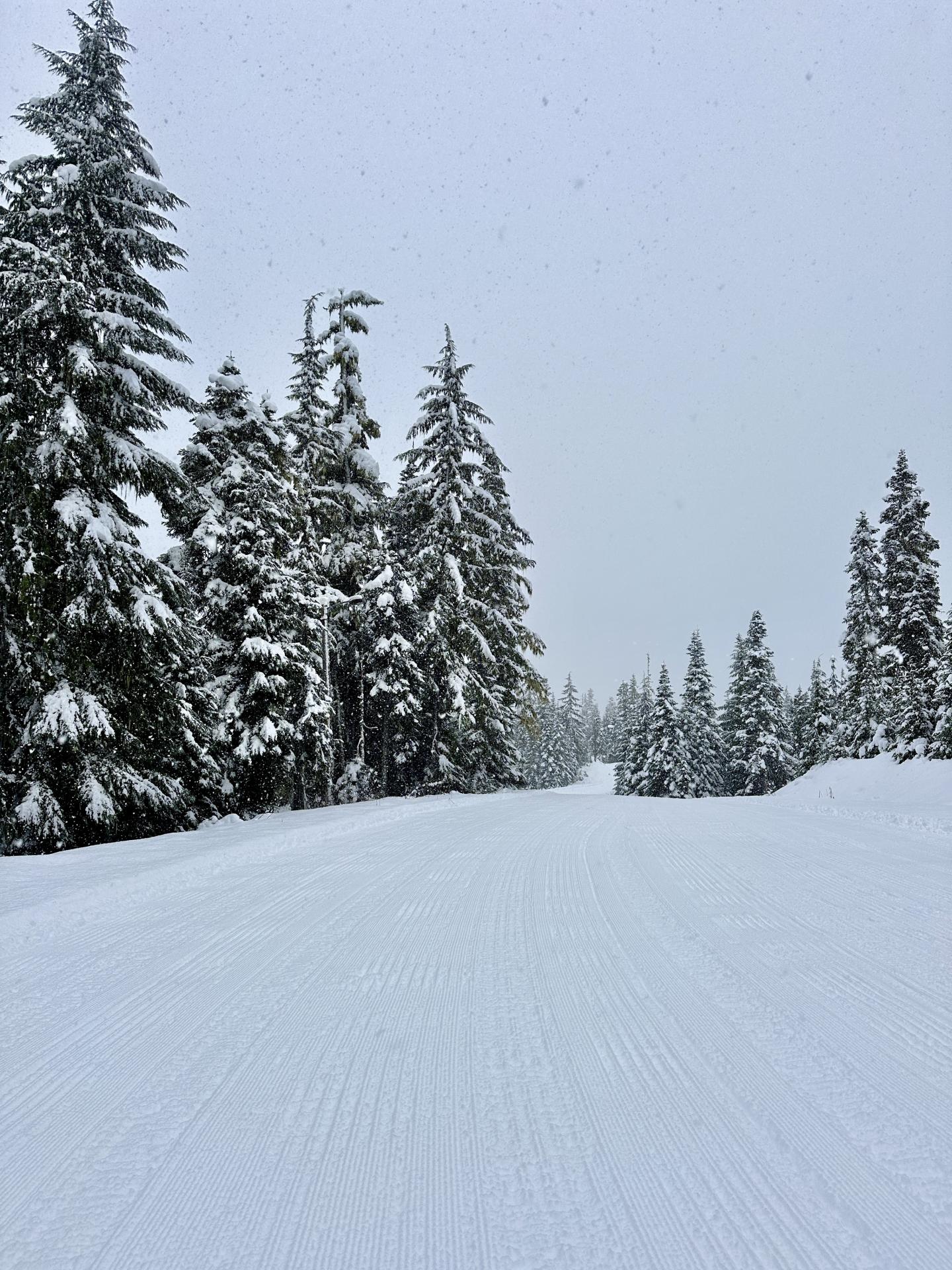 Snow-covered path lined with tall, snow-dusted evergreen trees.