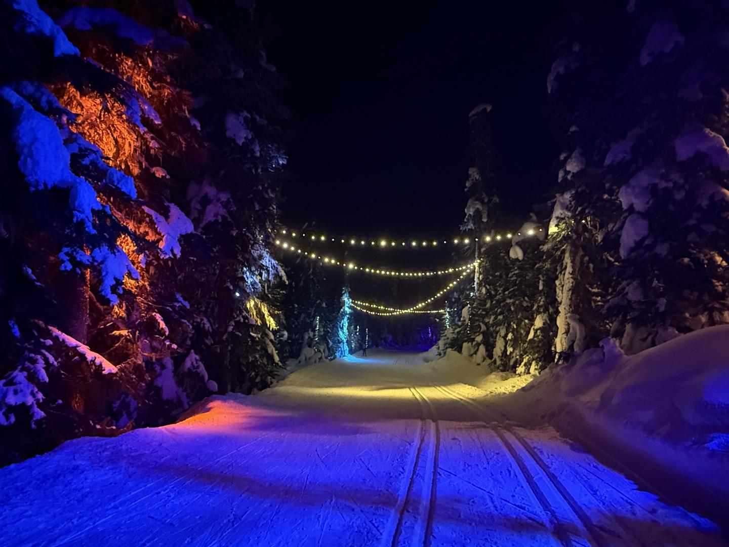 Snowy path with colorful lights and trees at night.