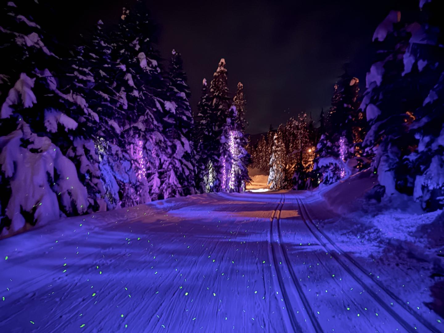 Snowy path lined with trees illuminated by purple and yellow lights at night.