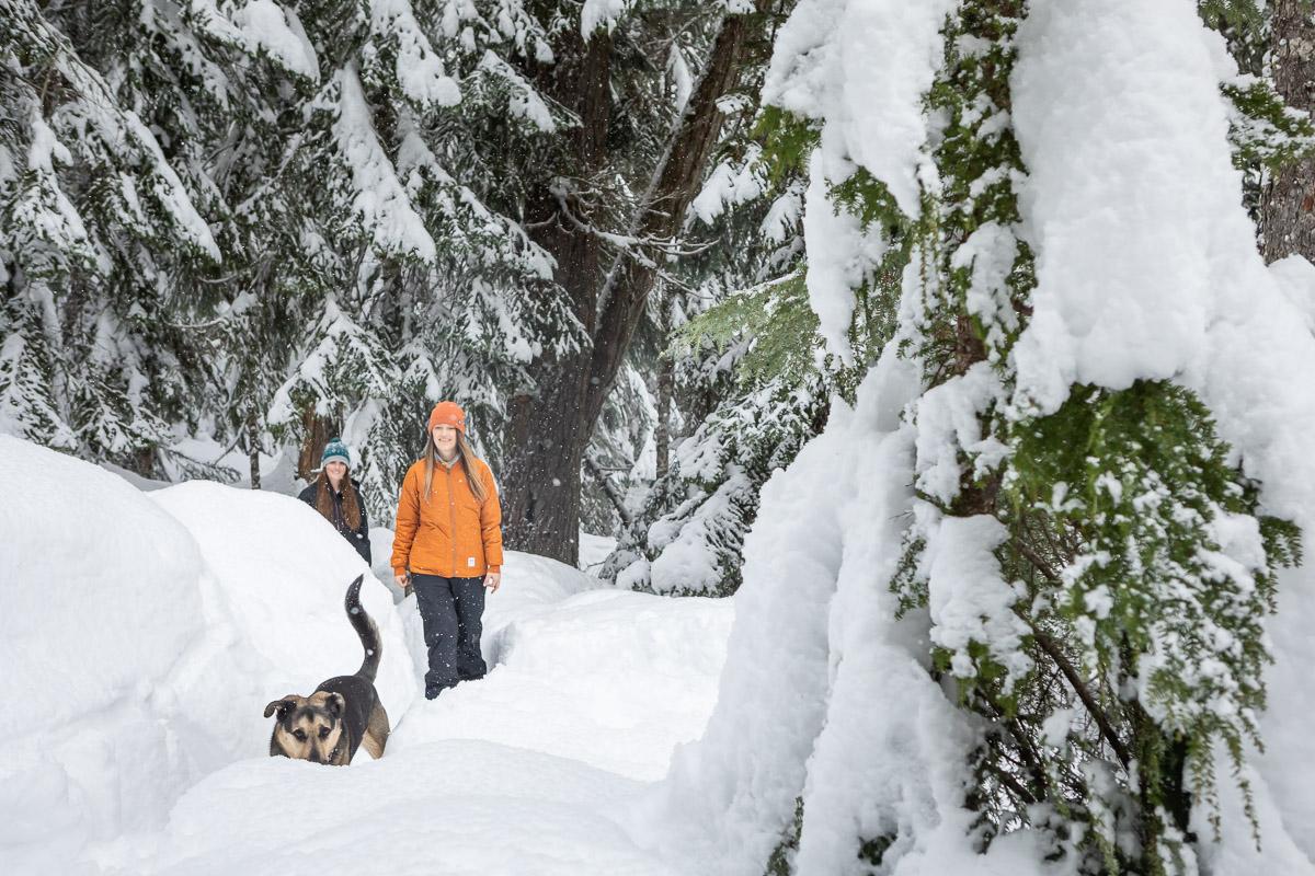 Two people and a dog walking through a snowy forest.