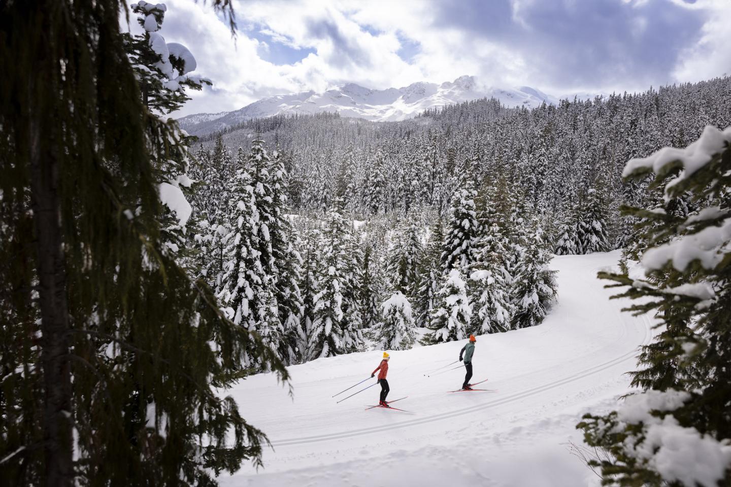 Skiers on a snowy forest trail, surrounded by tall trees and mountains.