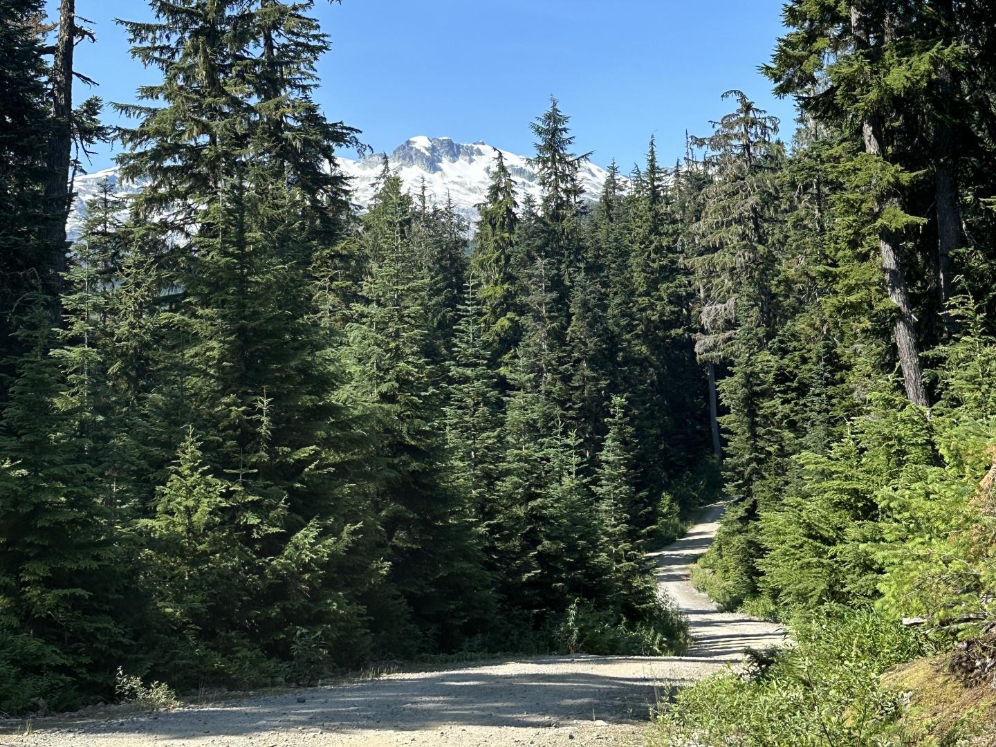 Forest path with tall evergreen trees and snowy mountain in the background.
